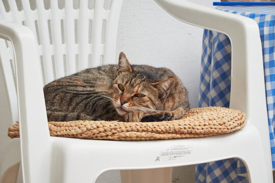 Tabby Cat Resting in Podaca Croatia