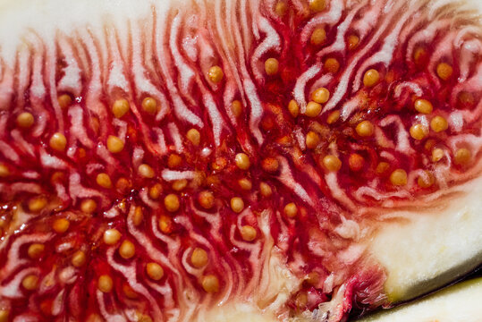 Extreme macro of freshly cut ripe fig, vibrant seed-filled flesh and delicate natural texture. Juicy Ficus carica fruit, healthy nutrition, organic produce and premium food photography.