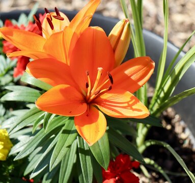 A close view of the beautiful orange flower in the garden.