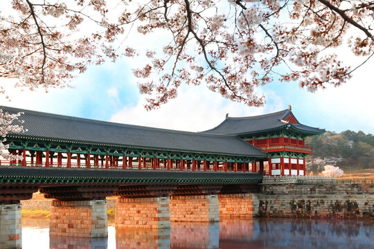 Woljeonggyo Bridge in Gyeongju, the ancient capital of South Korea, in spring. Cherry blossom.