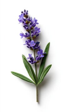 high resolution lavender cutout suitable for herbal organic and relaxation themed projects