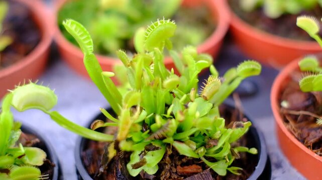 Close-up of potted Venus flytraps