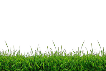 Obraz premium A low-angle photograph of vibrant green grass blades against a solid white background, creating a wide horizontal border of foliage.