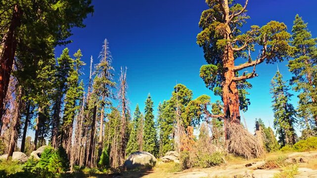 Morning sunlight glows through towering giant sequoias along the Congress Trail in Sequoia