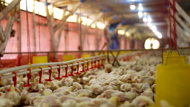 Thousands of young broiler chicks in a modern commercial traditional farm.
