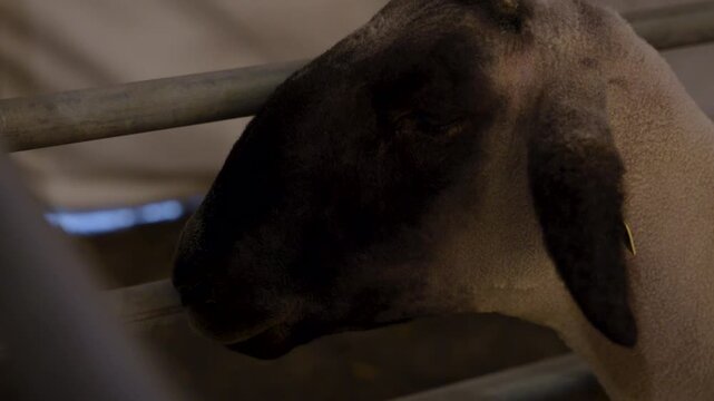 close up of a shaved sheep on the farm