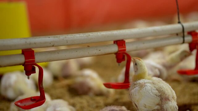 Thousands of young broiler chicks in a modern commercial traditional farm.
