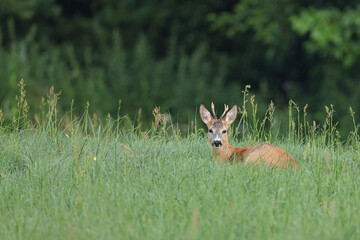 Sarna europejska (Capreolus capreolus) roe deer © Bartosz Rakoczy