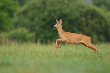 Sarna europejska (Capreolus capreolus) roe deer © Bartosz Rakoczy