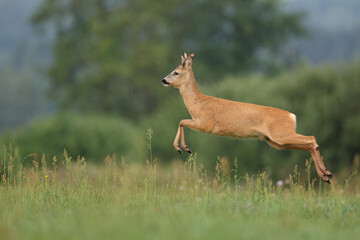 Sarna europejska (Capreolus capreolus) roe deer © Bartosz Rakoczy