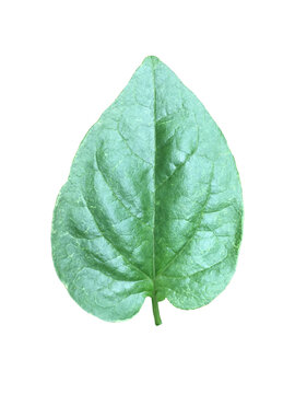Isolated Malabar Spinach Leaf with clipping paths.