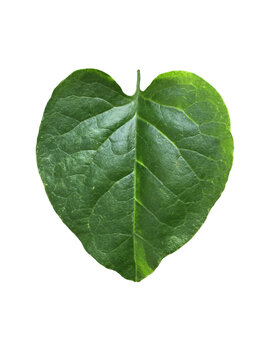 Isolated Malabar Spinach Leaf with clipping paths.