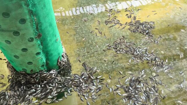 Juvenile Asian seabass, also known as barramundi, actively feeding in an aquaculture tank during a fish farming operation. The footage illustrates juvenile fish production, feeding management, and sus