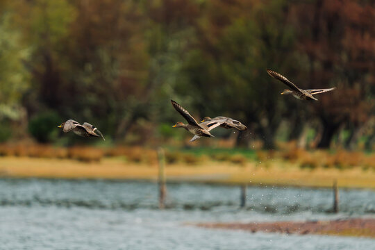 Ducks Flying Over Lake
