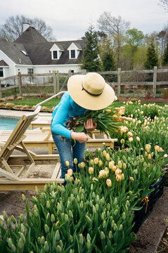 Spring Senior Gardener outdoors harvest  tulips in garden  film