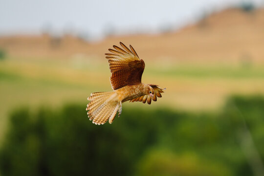 Hawk in Mid-Flight