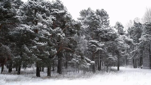 Wide snowy clearing in a pine forest during winter snowfall
