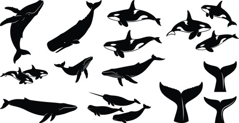Collection of black whale silhouettes including orca, humpback, and narwhal isolated on white background © MdDulal