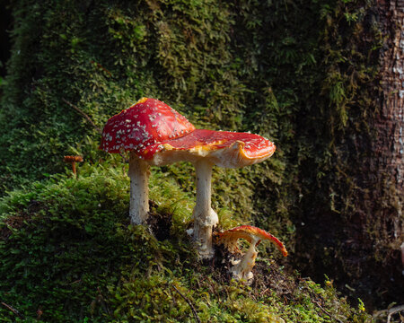 Fly Agaric Mushrooms on Moss