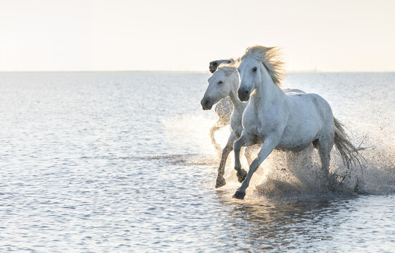 White Camargue Horses Galloping Through Sea