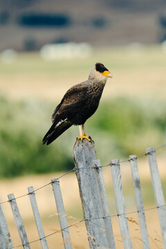 Crested Caracara on Fence
