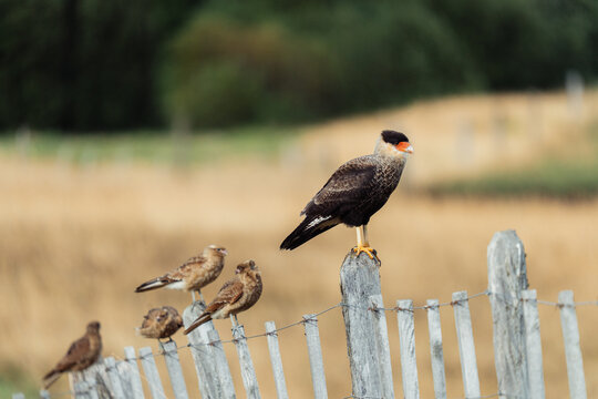 Caracara and Chimangos on Fence