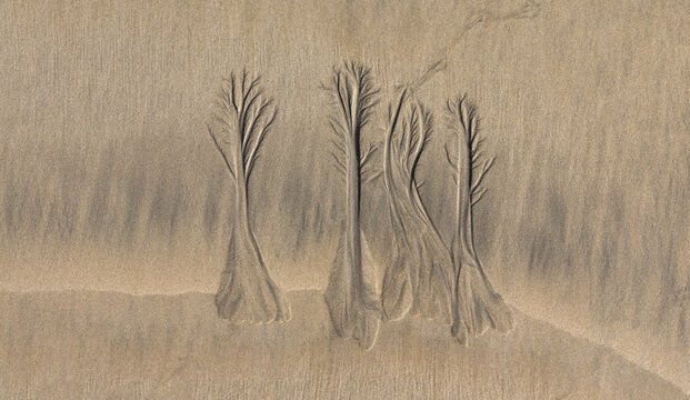 Tree patterns in sand