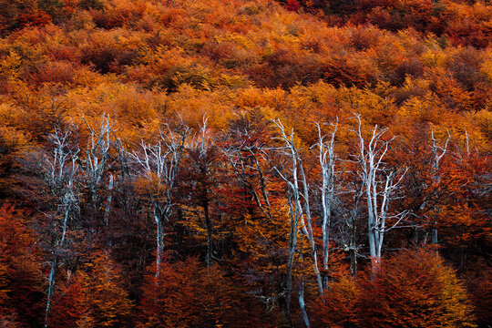 Autumn Forest Canopy