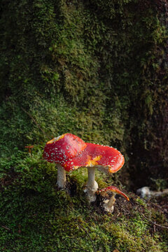 Red Mushrooms Mossy Tree