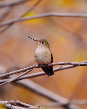 Perched Picaflor Chico Hummingbird
