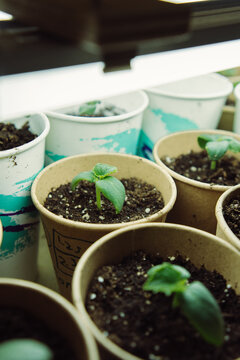 Young Sprouts Growing Indoors