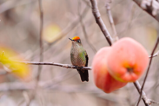 Picaflor Chico Hummingbird on Branch