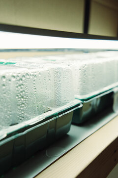 Covered Seed Trays