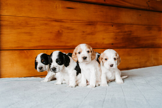 Four Cocker Spaniel Puppies