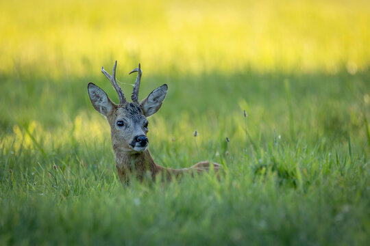 European roe deer buck (Capreolus capreolus) resting and lying in tall green grass on a meadow. Close-up portrait of roebuck head with antlers and cobweb in warm evening sunlight.