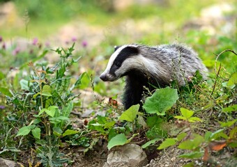 Wild European badger walking among plants and grass in the forest © iftikhar hussain