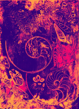 altered printmaking impression of sliced chambered nautilus and other shells in orange and violet