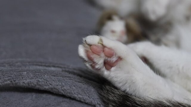 Close-up of a fluffy cat's paw with pink pads on a gray background. The animal is resting on a soft gray blanket. Cute cat's paw with pink pads while sleeping. White fluffy cat's paw on a gray textile