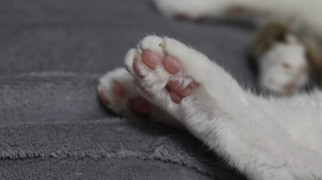 Close-up of a fluffy cat's paw with pink pads on a gray background. The animal is resting on a soft gray blanket. Cute cat's paw with pink pads while sleeping. White fluffy cat's paw on a gray textile