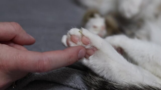 Close-up of a fluffy cat's paw with pink pads on a gray background. The animal is resting on a soft gray blanket. Cute cat's paw with pink pads while sleeping. White fluffy cat's paw on a gray textile