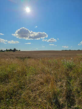 sunlit agricultural field under a bright blue summer sky with scattered white clouds
