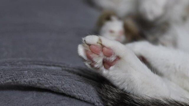 Close-up of a fluffy cat's paw with pink pads on a gray background. The animal is resting on a soft gray blanket. Cute cat's paw with pink pads while sleeping. White fluffy cat's paw on a gray textile
