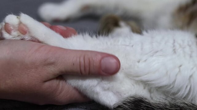Close-up of a fluffy cat's paw with pink pads on a gray background. The animal is resting on a soft gray blanket. Cute cat's paw with pink pads while sleeping. White fluffy cat's paw on a gray textile