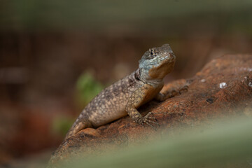 Fototapeta premium An Amazon lava lizard in the garden in the Pantanal region during the day. A tropidurus torquatus lizard sunbathing in the Amazon rainforest.