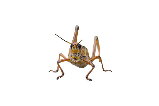  Giant Eastern Lubber Grasshopper on transparent background, PNG image.