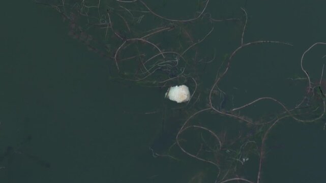 Several bright orange koi fish or goldfish swim under the dark surface of fresh water near some floating bread crumbs.