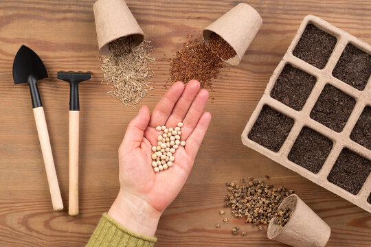 Woman sowing seeds in peat pots, top view on a wooden table or worktop