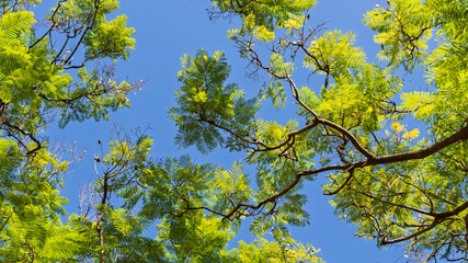 Fototapeta premium Low angle view of vibrant green tree canopy with feathery leaves against a clear blue sky on a sunny day