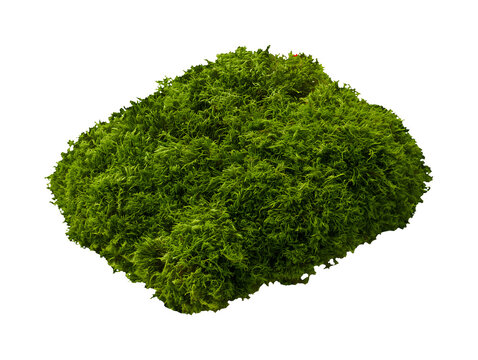 Green moss patch isolated on transparent or white background, png