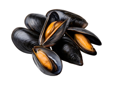 Collection set of fresh cooked black mussels in shells isolated on transparent or white background, png